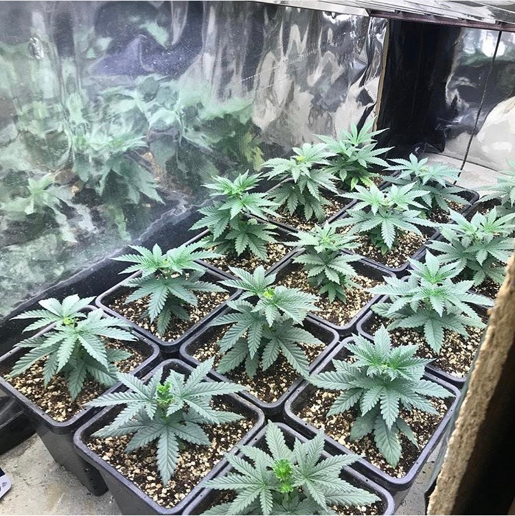 Young cannabis plants in soil
