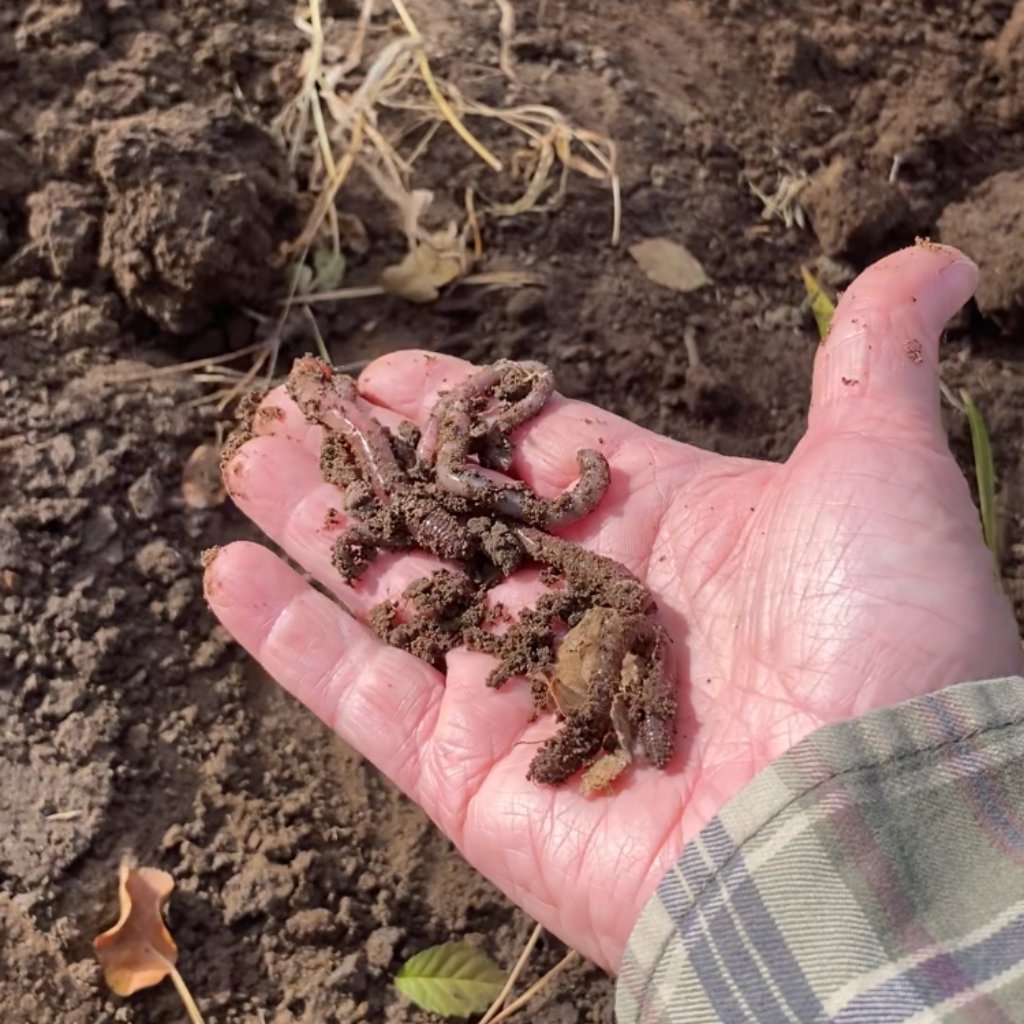 Beebopalooza | Natural Fertilizer Made By Bees Fertilizer Dr. JimZ