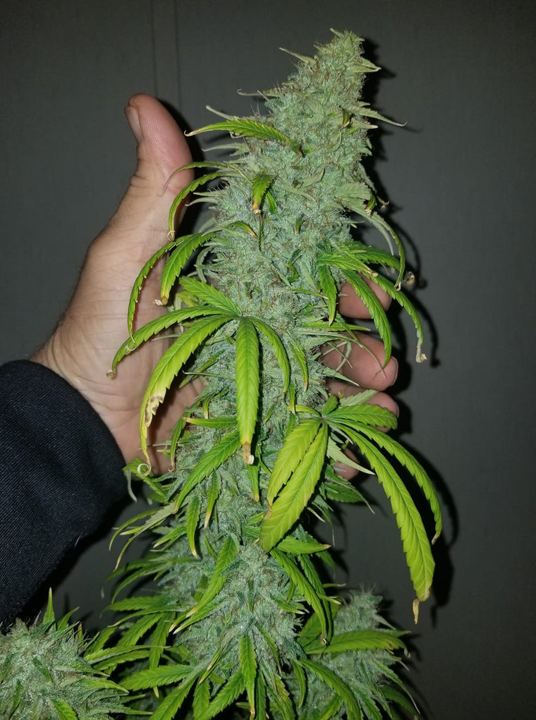 Big marijuana flower grown with weed fertilizer