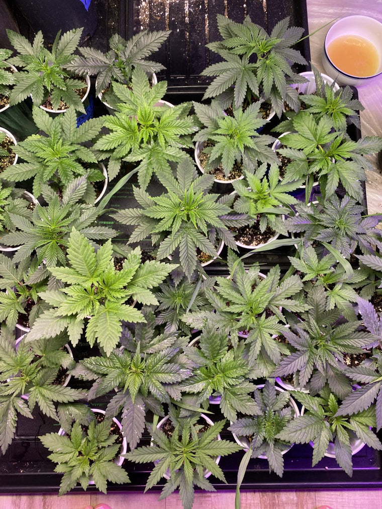 healthy cannabis plants