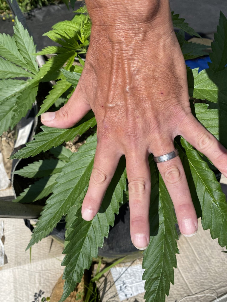 hand over cannabis plant with cannabis fertilizer