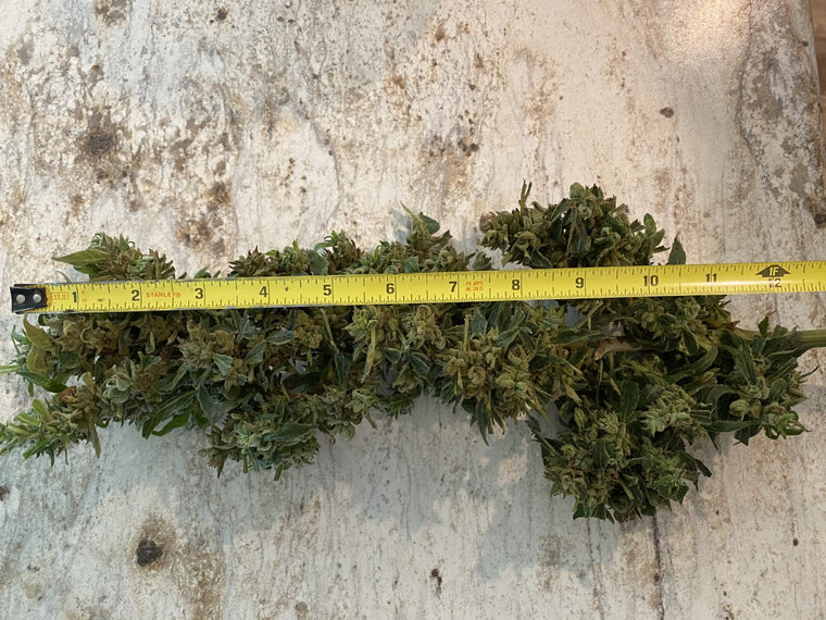weed measured with ruler