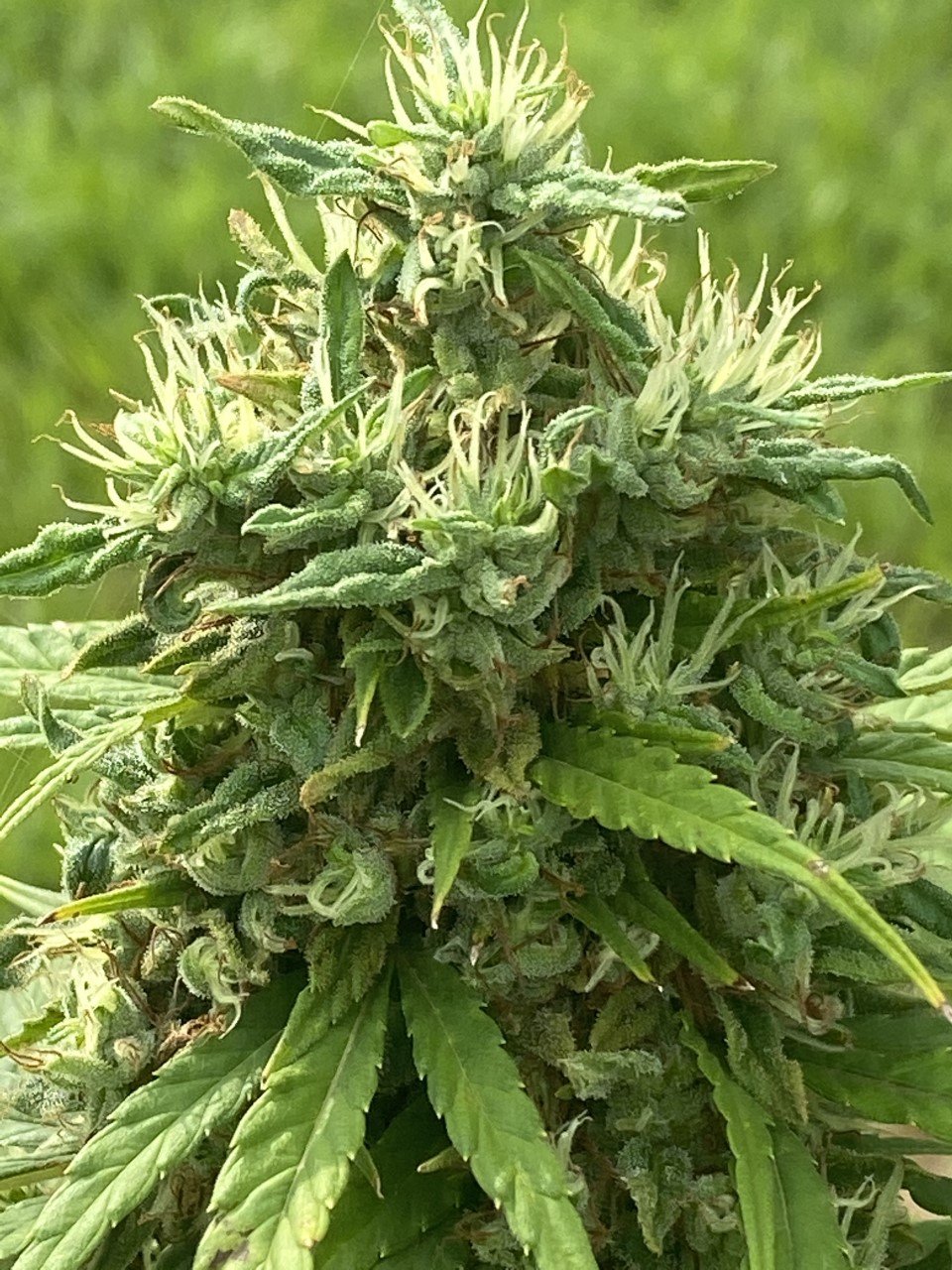 Chicken Soup For The Soil® (Cannabis) Dr Jimz