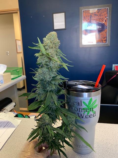 Chicken Soup For The Soil® (Cannabis) Dr Jimz