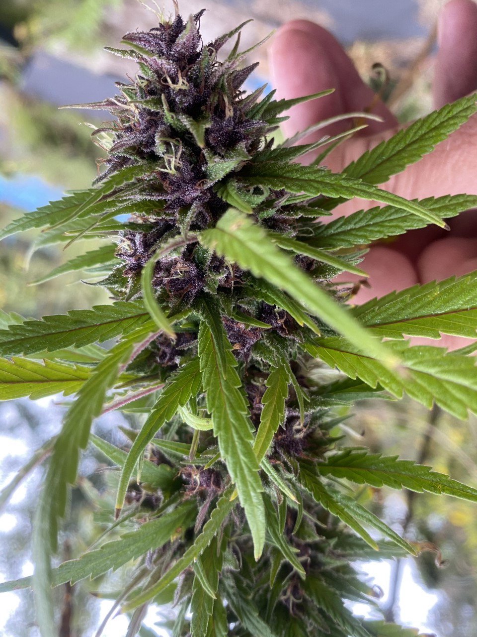 Chicken Soup For The Soil® (Cannabis) Dr Jimz