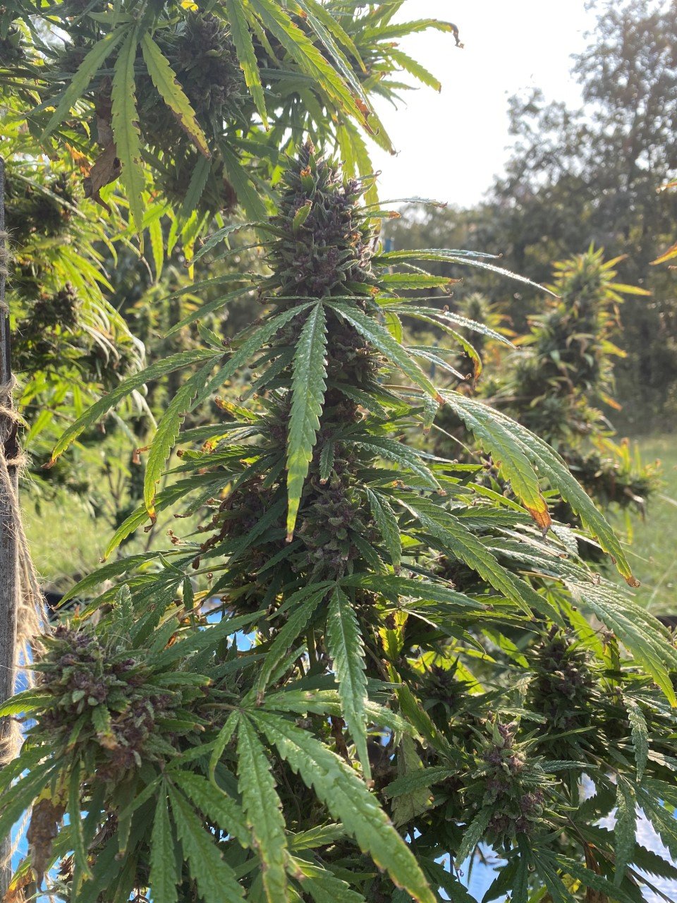 Chicken Soup For The Soil® (Cannabis) Dr Jimz