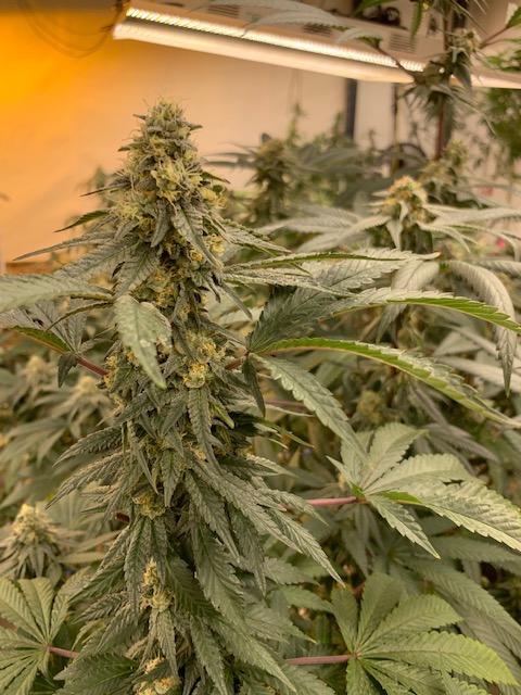 Chicken Soup For The Soil® (Cannabis) Dr Jimz