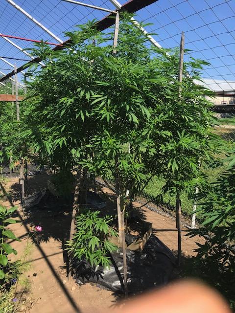 Chicken Soup For The Soil® (Cannabis) Dr Jimz