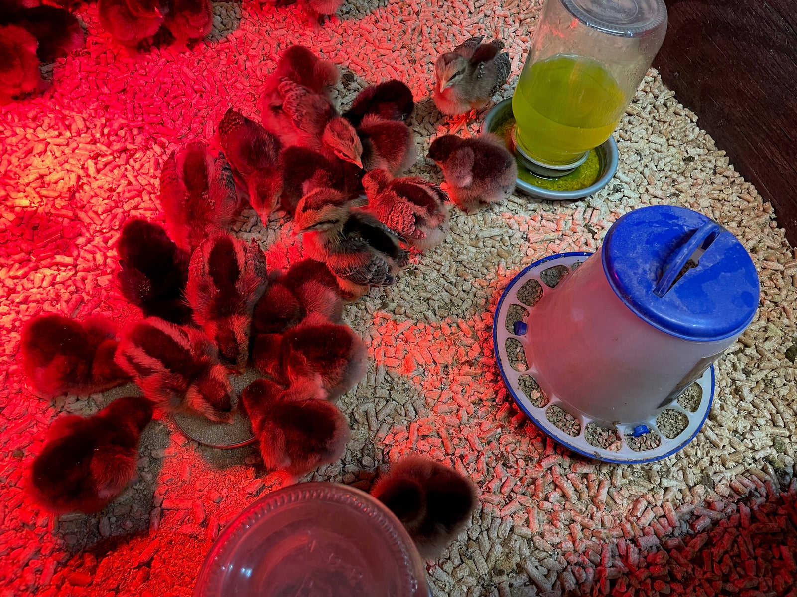 Fermented Chicken Feed - 16% Lay Dr Jimz