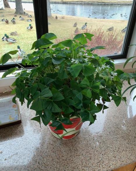Houseplant Magic™ Fertilizer Dr Jimz