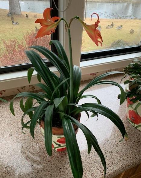 Houseplant Magic™ Fertilizer Dr Jimz