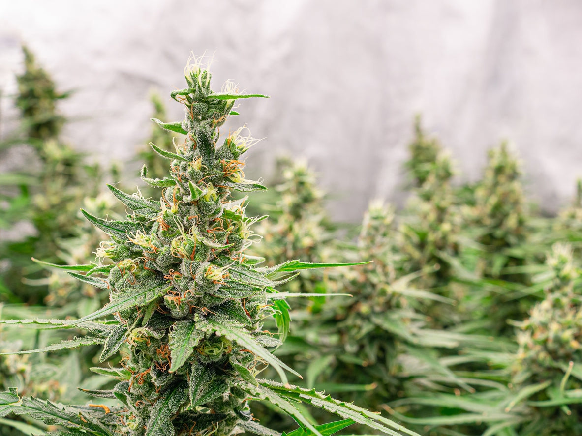 Best Fertilizer for Marijuana Plants | Cannabis Nutrients - Dr. JimZ