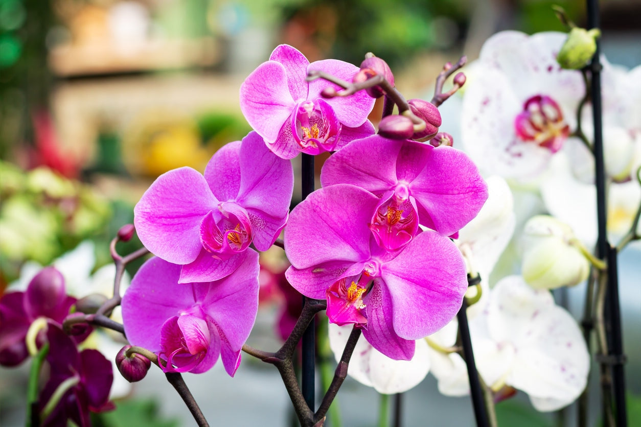 Best Fertilizer for Orchids: A Grower's Care Guide - Dr. JimZ