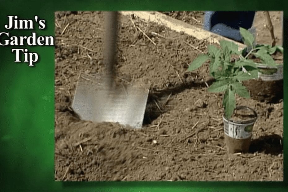 Gardening Tips 10 – How To Properly Plant a Tomato