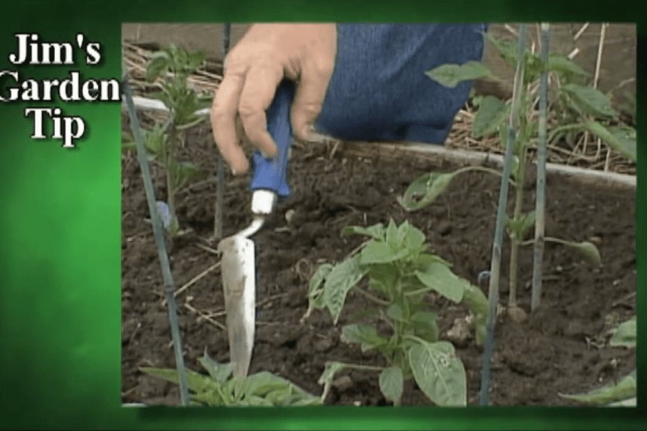 Gardening Tips 19 – Summer Maintenance: Weeding, Cultivating, Thinning, Feeding
