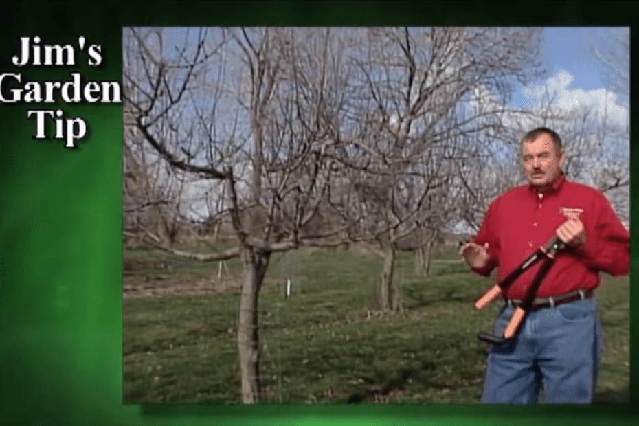 Gardening Tips 5 – How To Take Care Of Fruit Trees In Early Spring