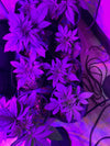 cannabis plants with florescent lights