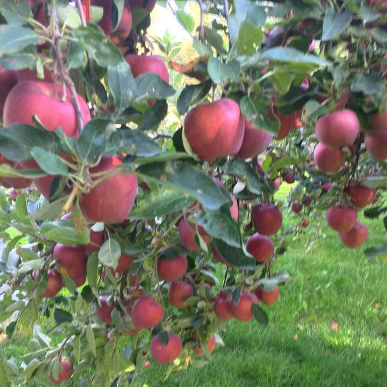 Liquid Fertilizer feeds organic apples - picture of organic apples