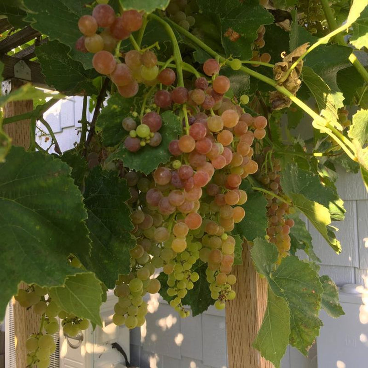 Picture of grapes on a vine - all natural and organic - Dr JimZ Fertilizer