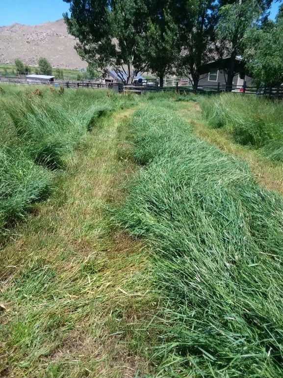 Hay feilds first cutting with liquid pasture fertilizer