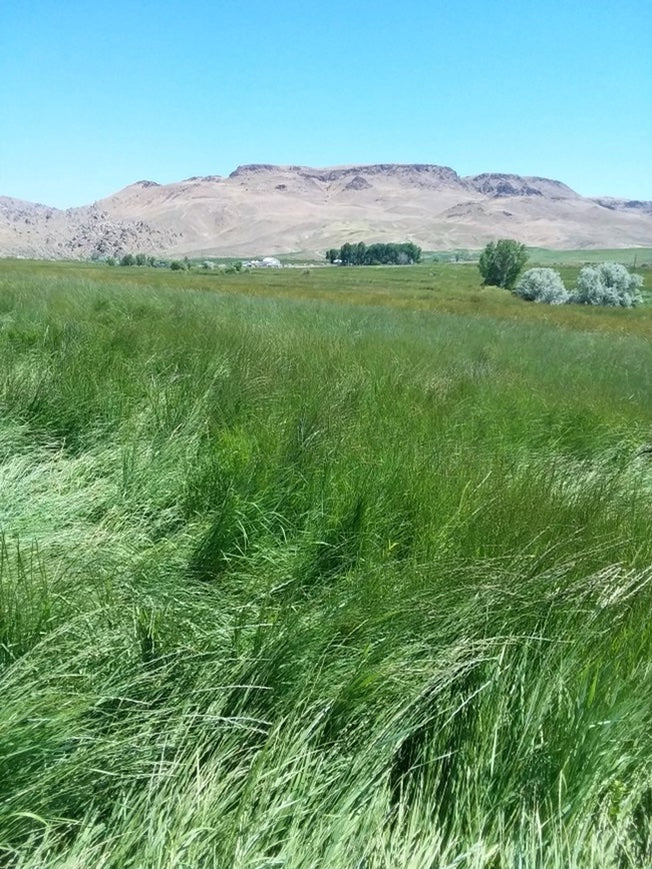 grass using liquid fertilizers for pastures