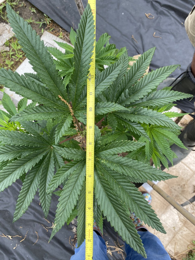 large cannabis shade leaves