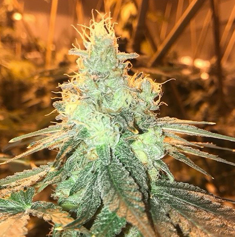 marijuana bud grown with premium cannabis nutrients