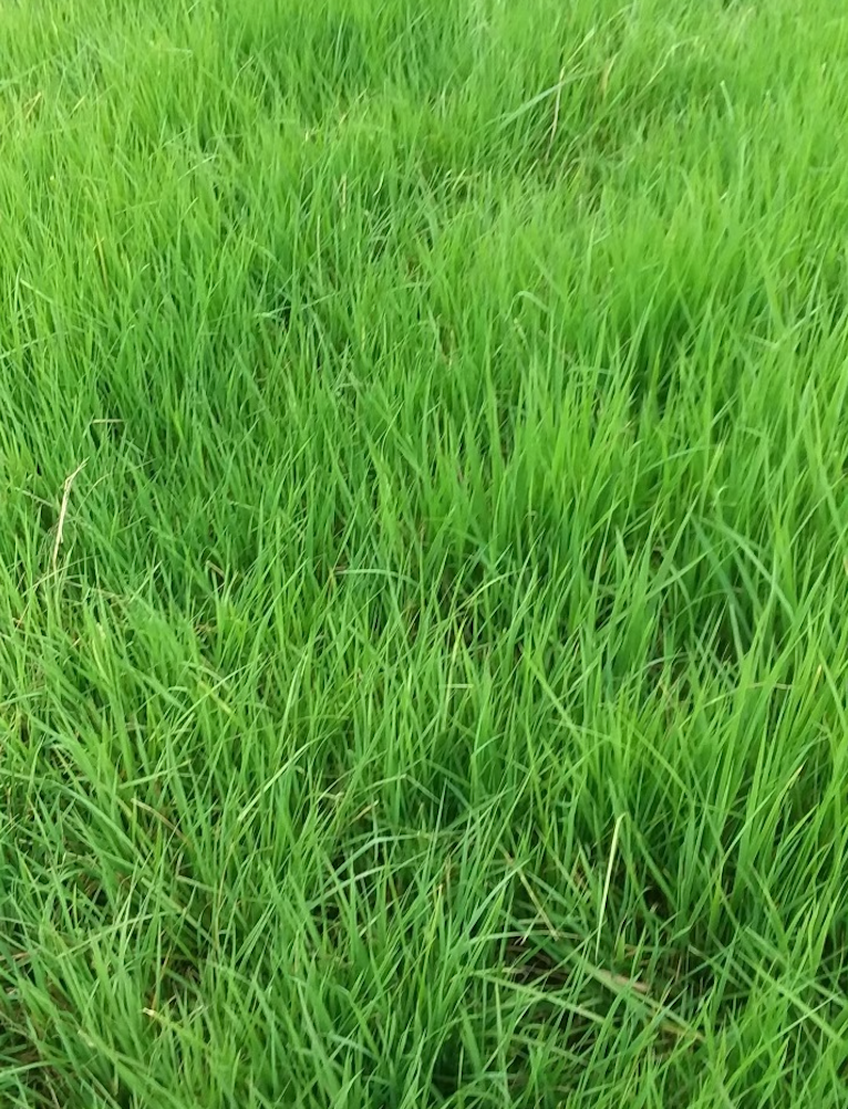 Liquid Pasture Hay & Farm Fertilizer | Dr. JimZ® | Case of 6 Half-Gallon Jugs