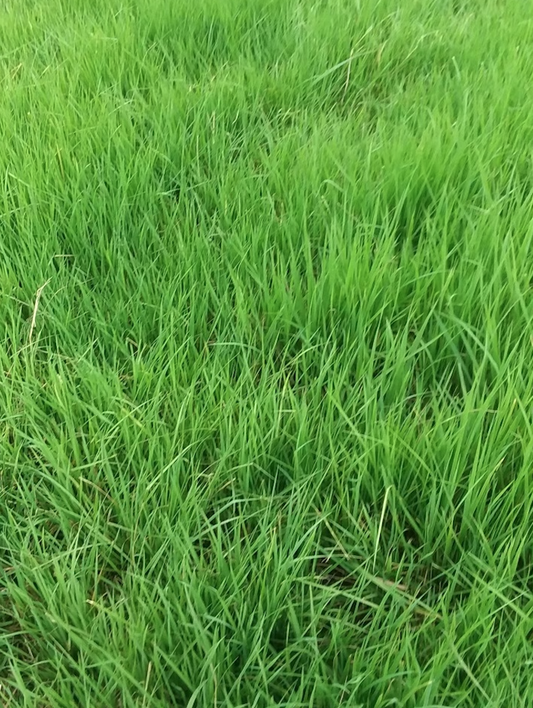 regrowth from using liquid fertilizer for pasture grass