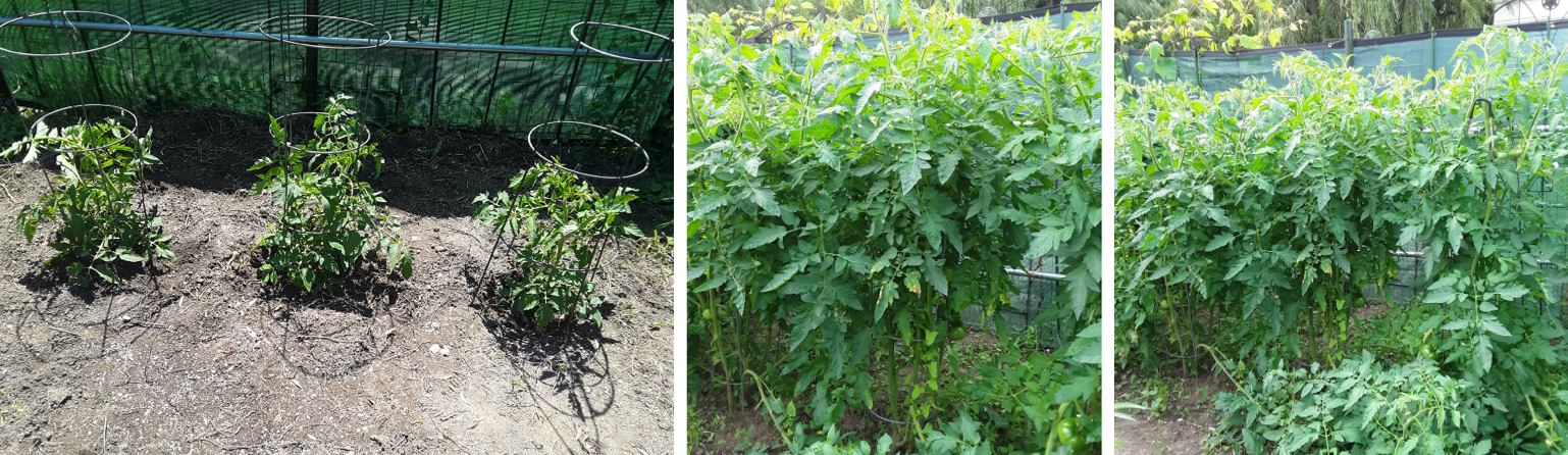 Tomato fertilizer - Showing Results From Natural Tomato Food