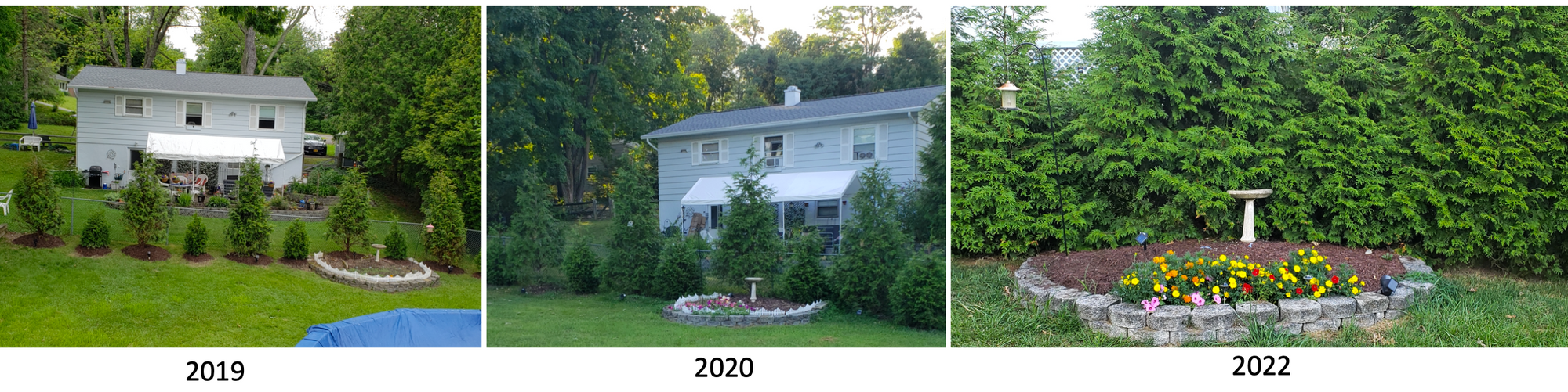 Tree Secret Helped Grow A Thick Tree Barrier IN Backyard