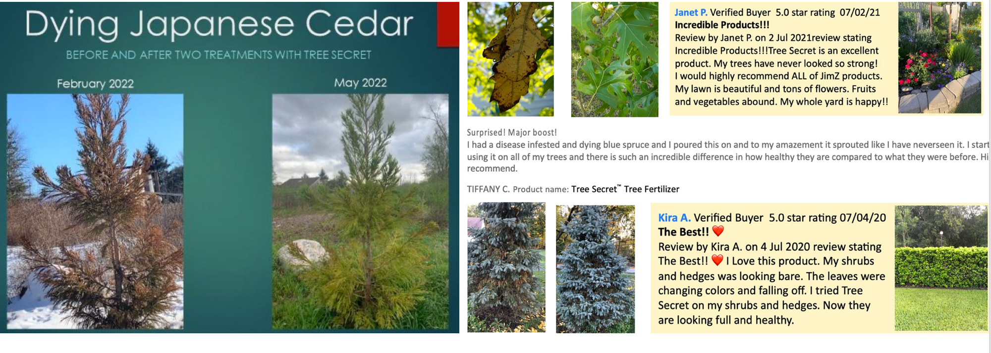 Tree Fertilizer Saved Dying Ceder