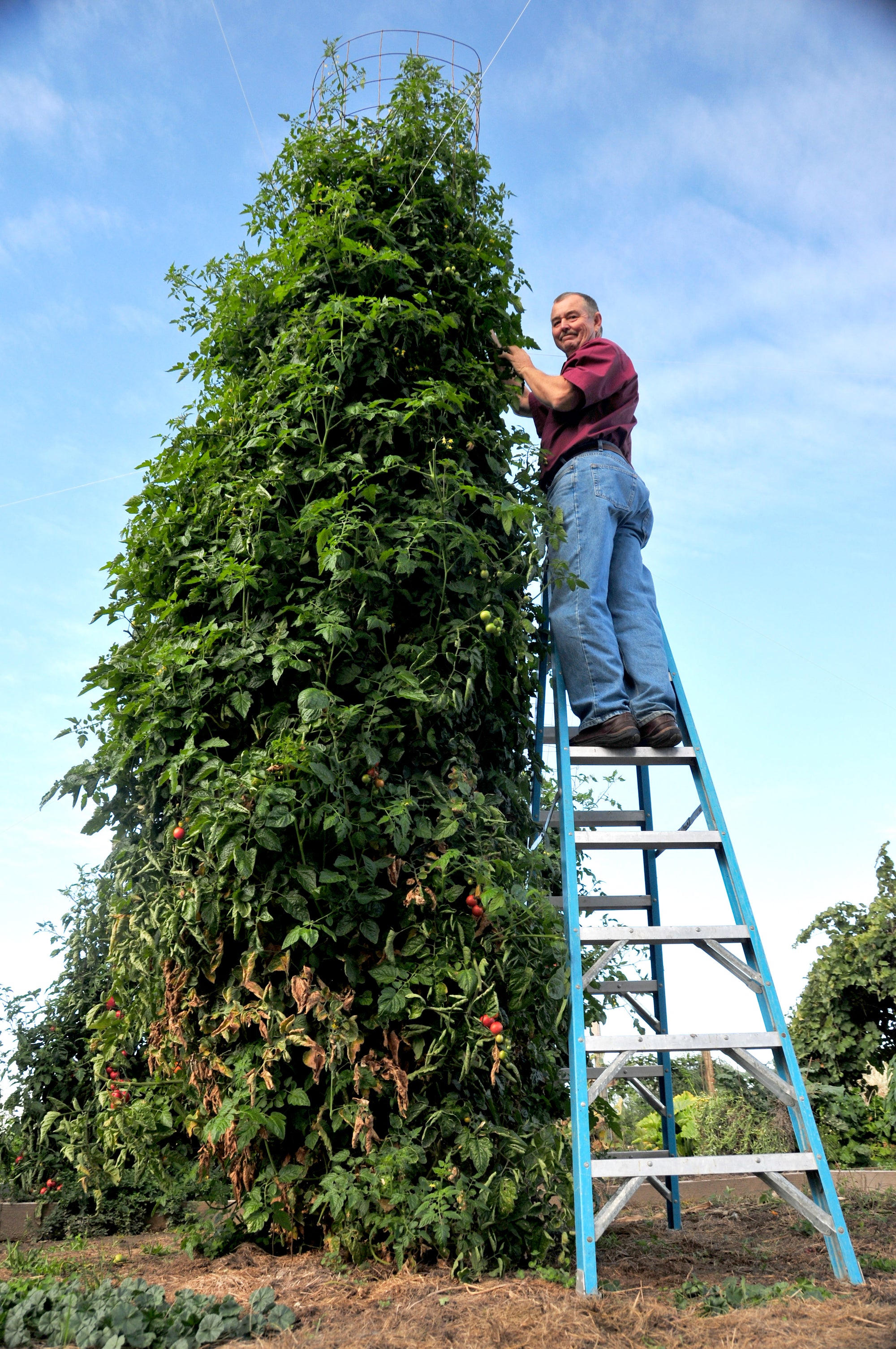 Picture of Tomato Secret and Jim Zamzows Giant Tomato