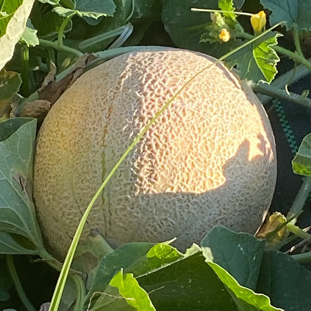 Beebopalooza | Natural Fertilizer Made By Bees Fertilizer Dr. JimZ 