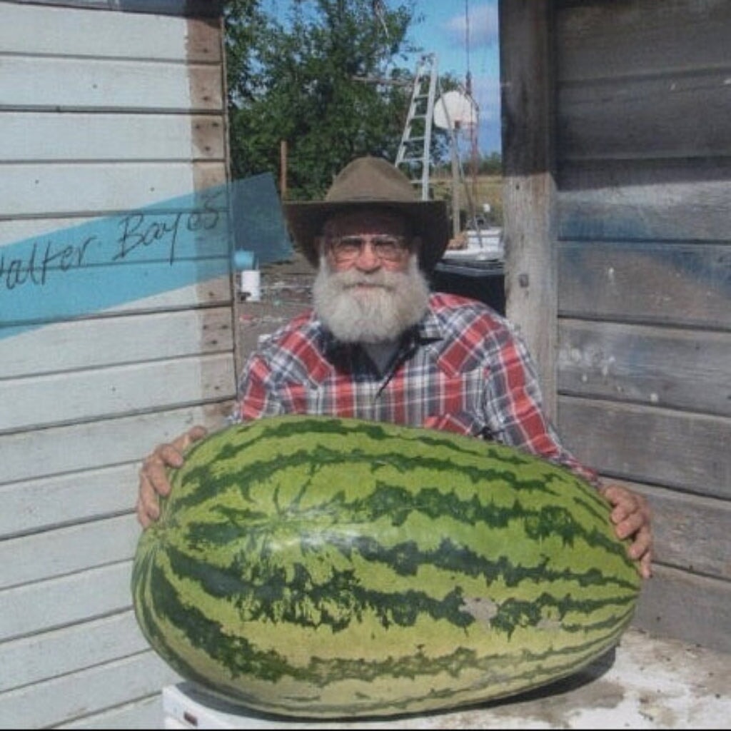 Beebopalooza | Natural Fertilizer Made By Bees Fertilizer Dr. JimZ 