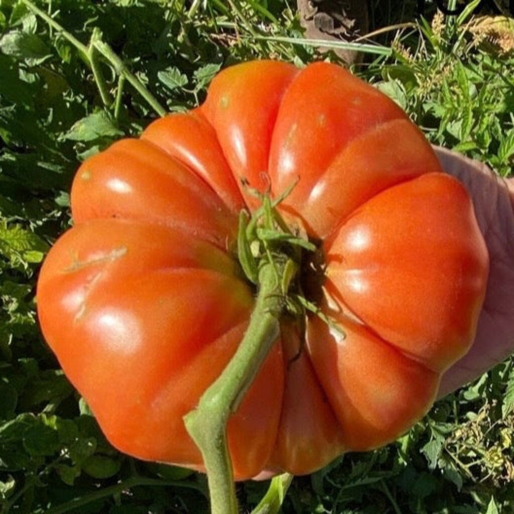 Beebopalooza | Natural Fertilizer Made By Bees Fertilizer Dr. JimZ 