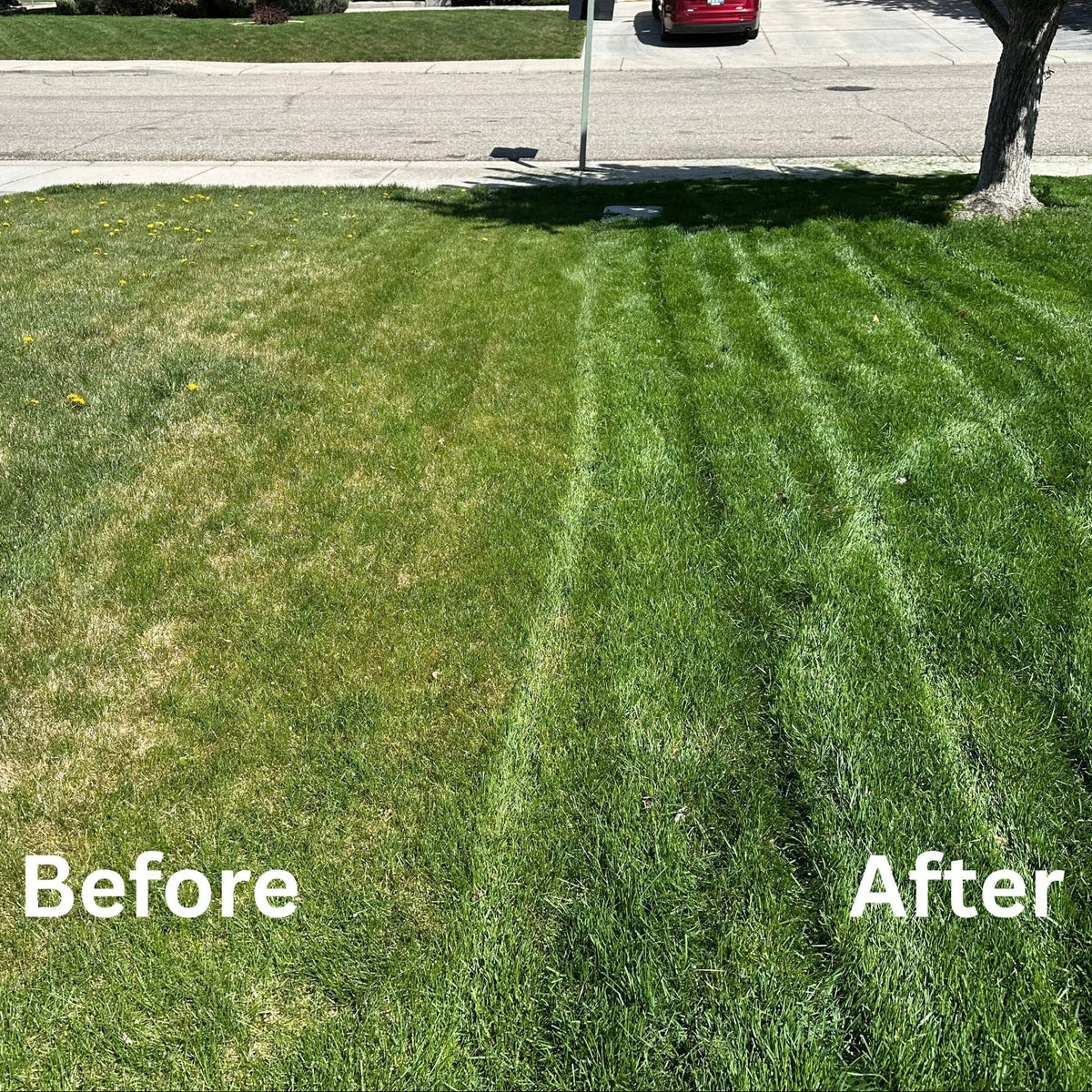 Dr. JimZ Lawn Program Fertilizer Dr. JimZ 
