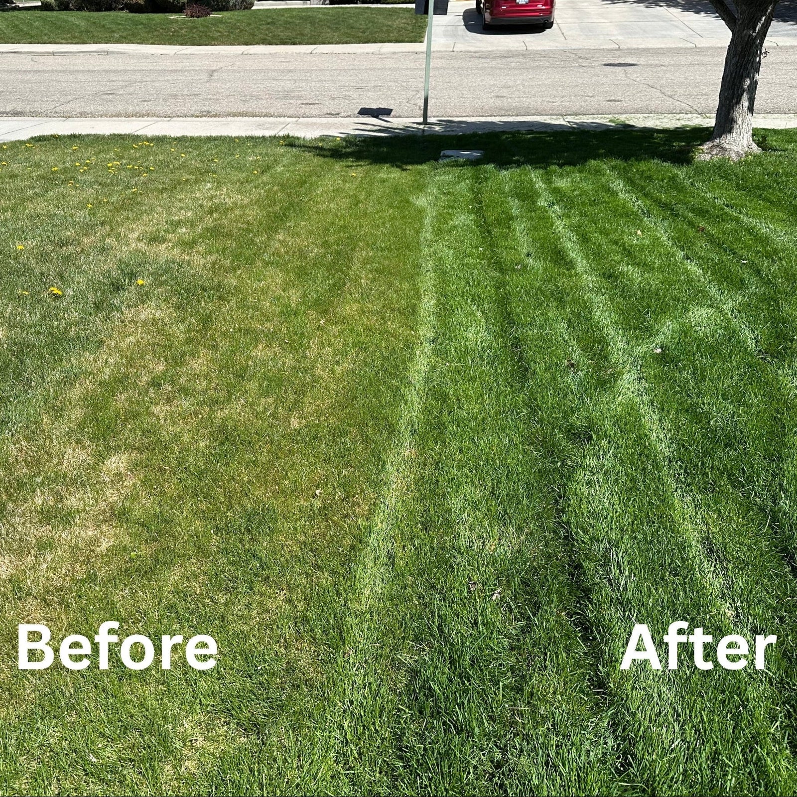 Dr. JimZ Lawn Program Fertilizer Dr. JimZ 