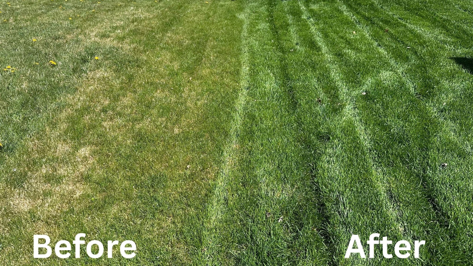Dr. JimZ Lawn Program Fertilizer Dr. JimZ 