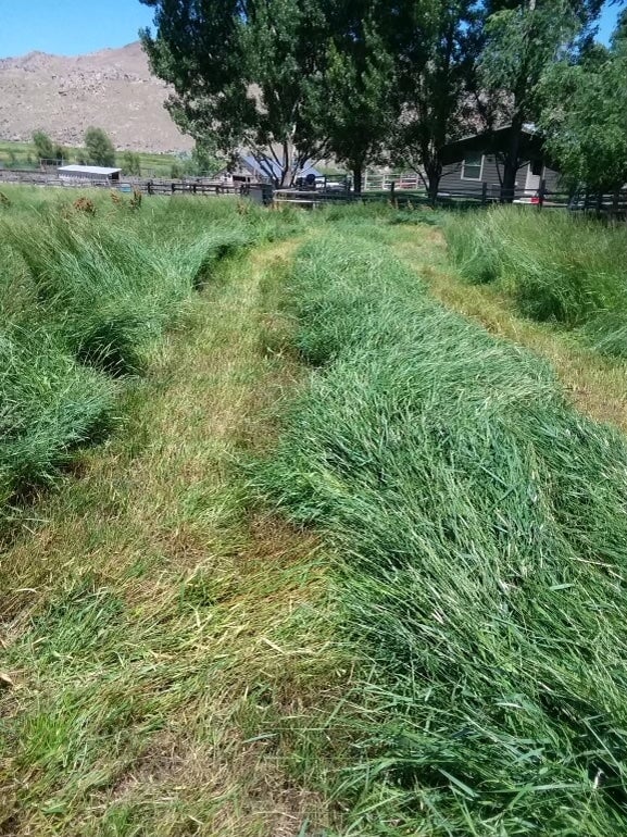 Liquid Pasture Hay & Farm Fertilizer | Dr. JimZ® | Case of 6 Half-Gallon Jugs Fertilizer Dr. JimZ 