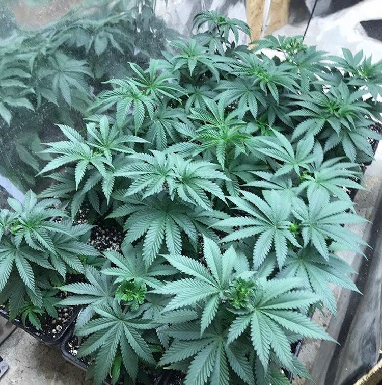 healthy veg stage cannabis picture