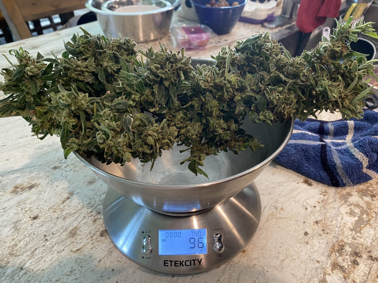 weed on scale