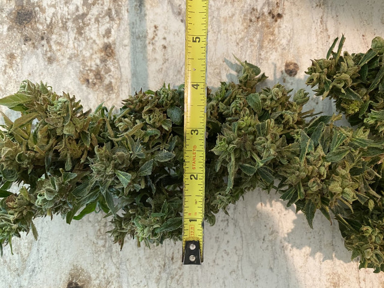 weed measured for density and quality