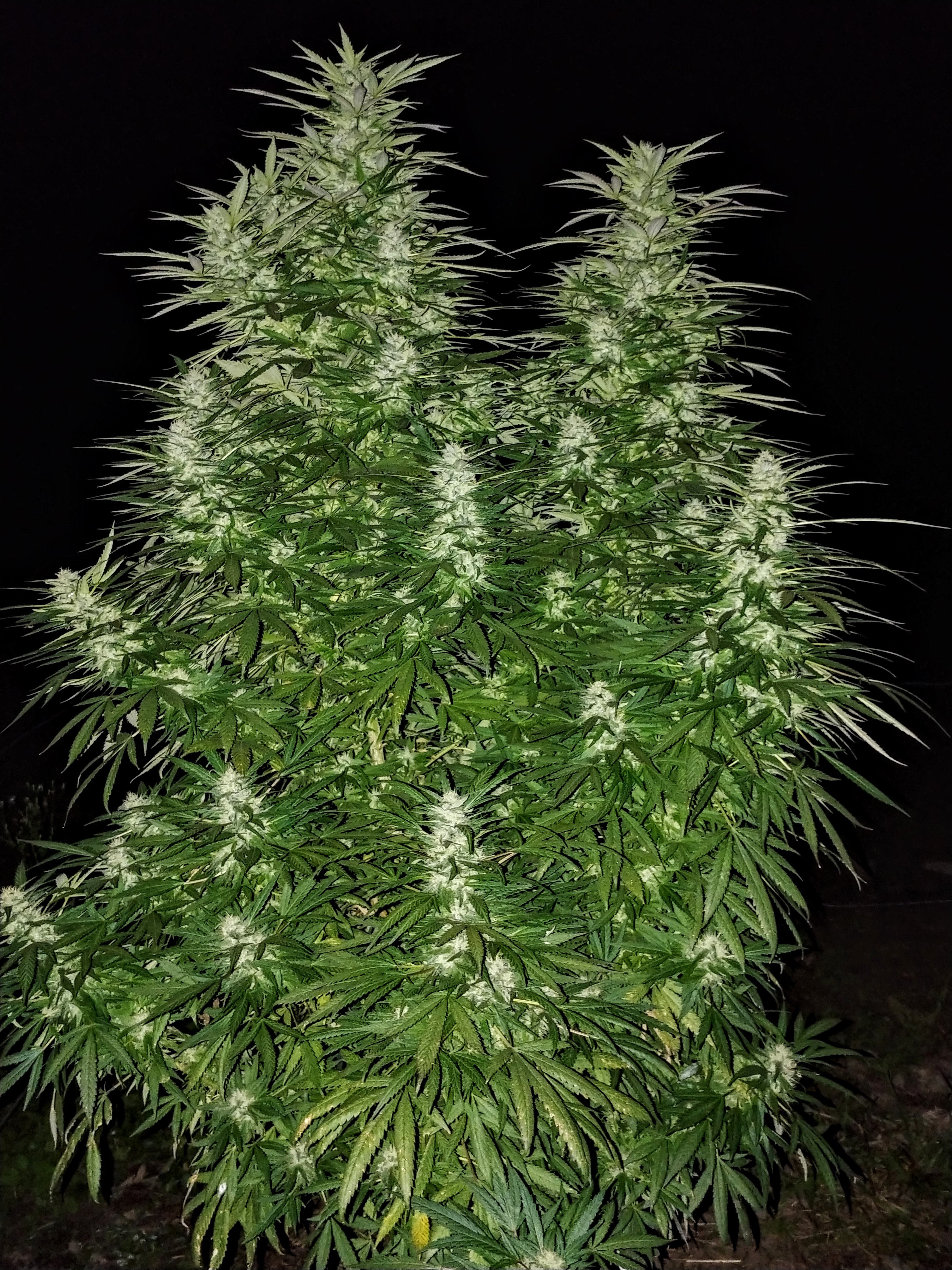 best fertilizer for outdoor pot plants Cannabis Fertilizer | Marijuana Fertilizer