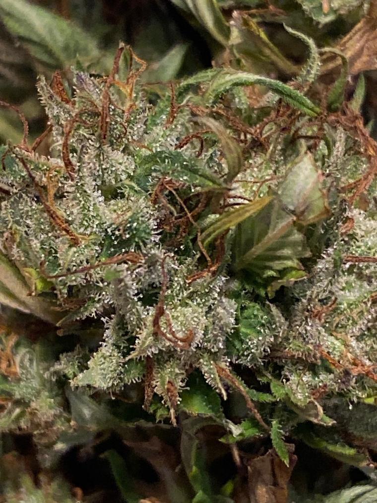 Chicken Soup For The Soil® (Cannabis) - Dr Jimz