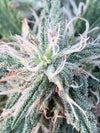 Chicken Soup For The Soil® (Cannabis) - Dr Jimz