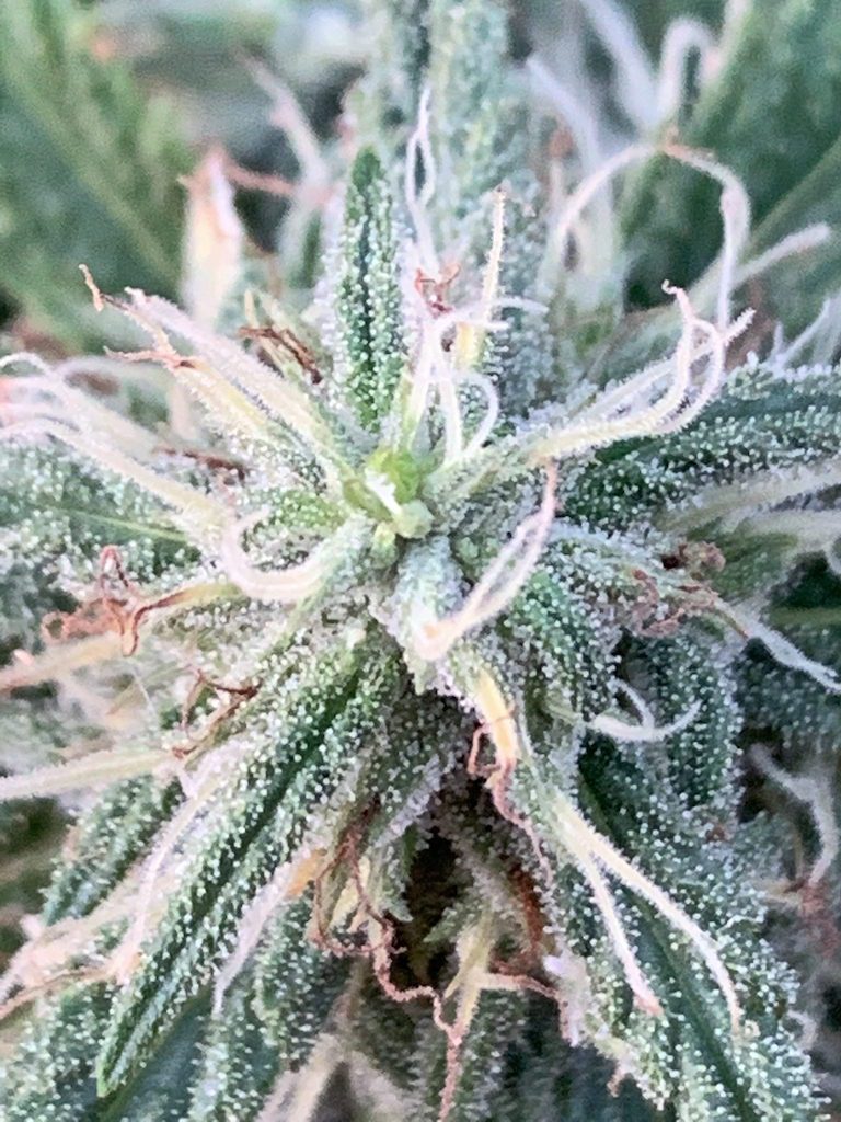 best fertilizer for marijuana plants indoors Cannabis Fertilizer | Marijuana Fertilizer