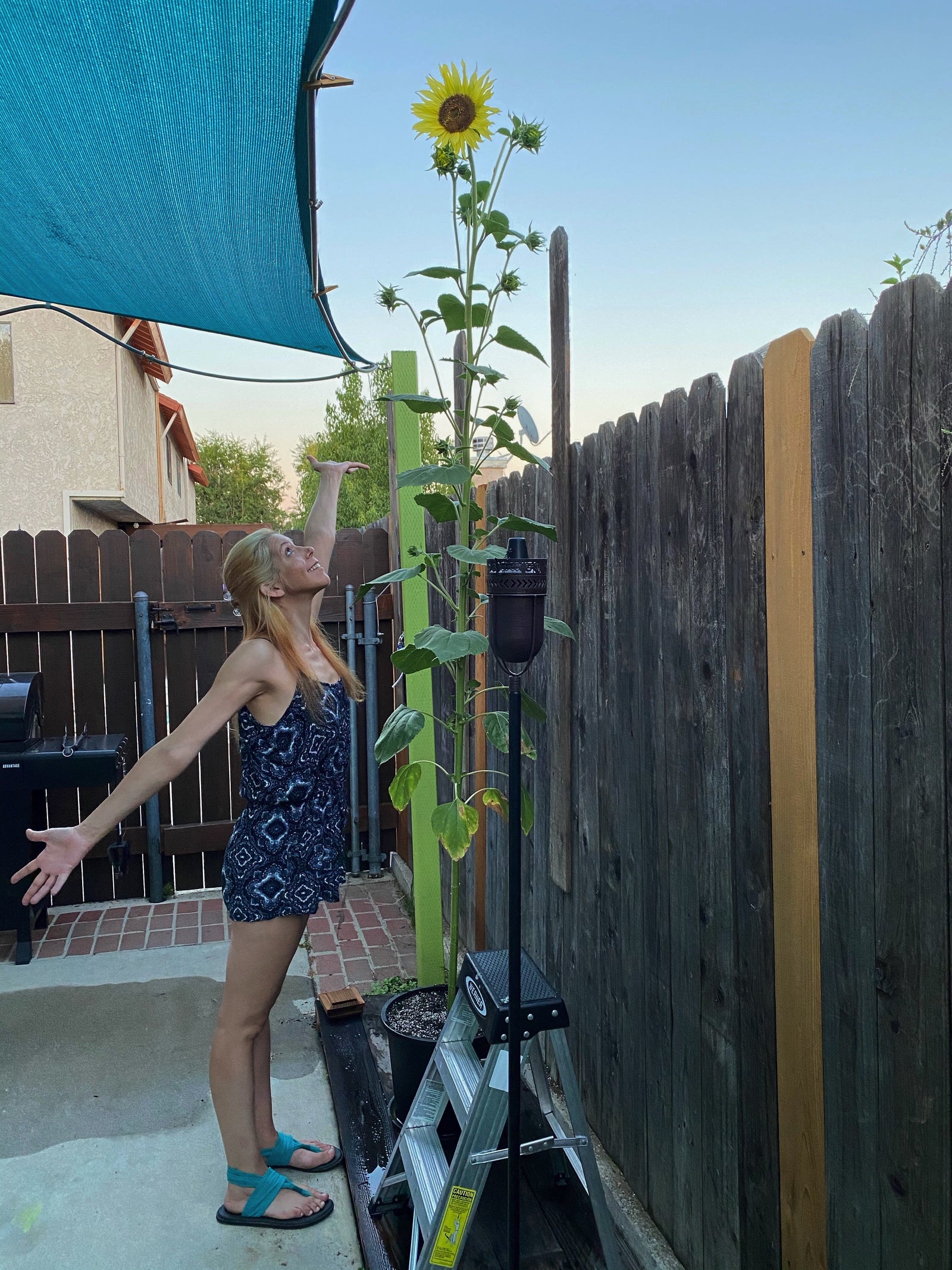 Christmas Bundle Fertilizer Dr Jimz 