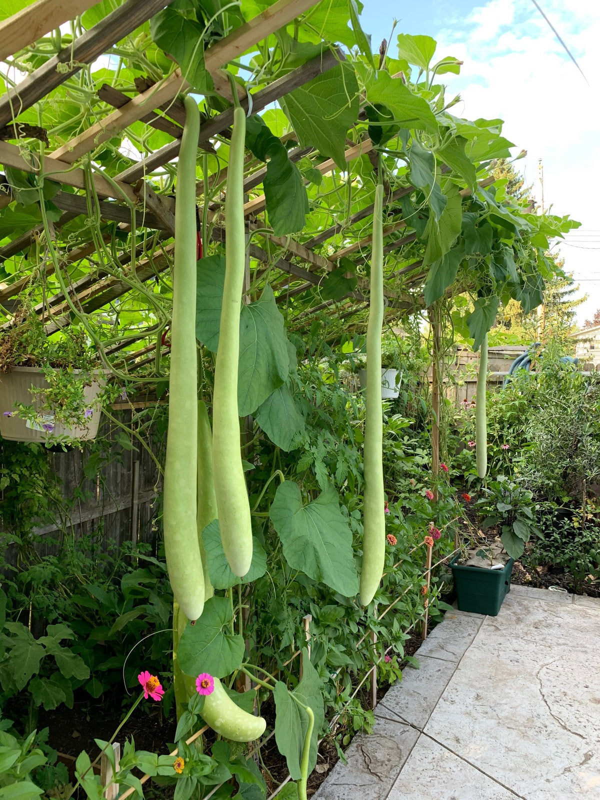 Christmas Bundle Fertilizer Dr Jimz 