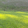 Dr. JimZ Velvet Green Lawn Food® Fertilizer Dr Jimz